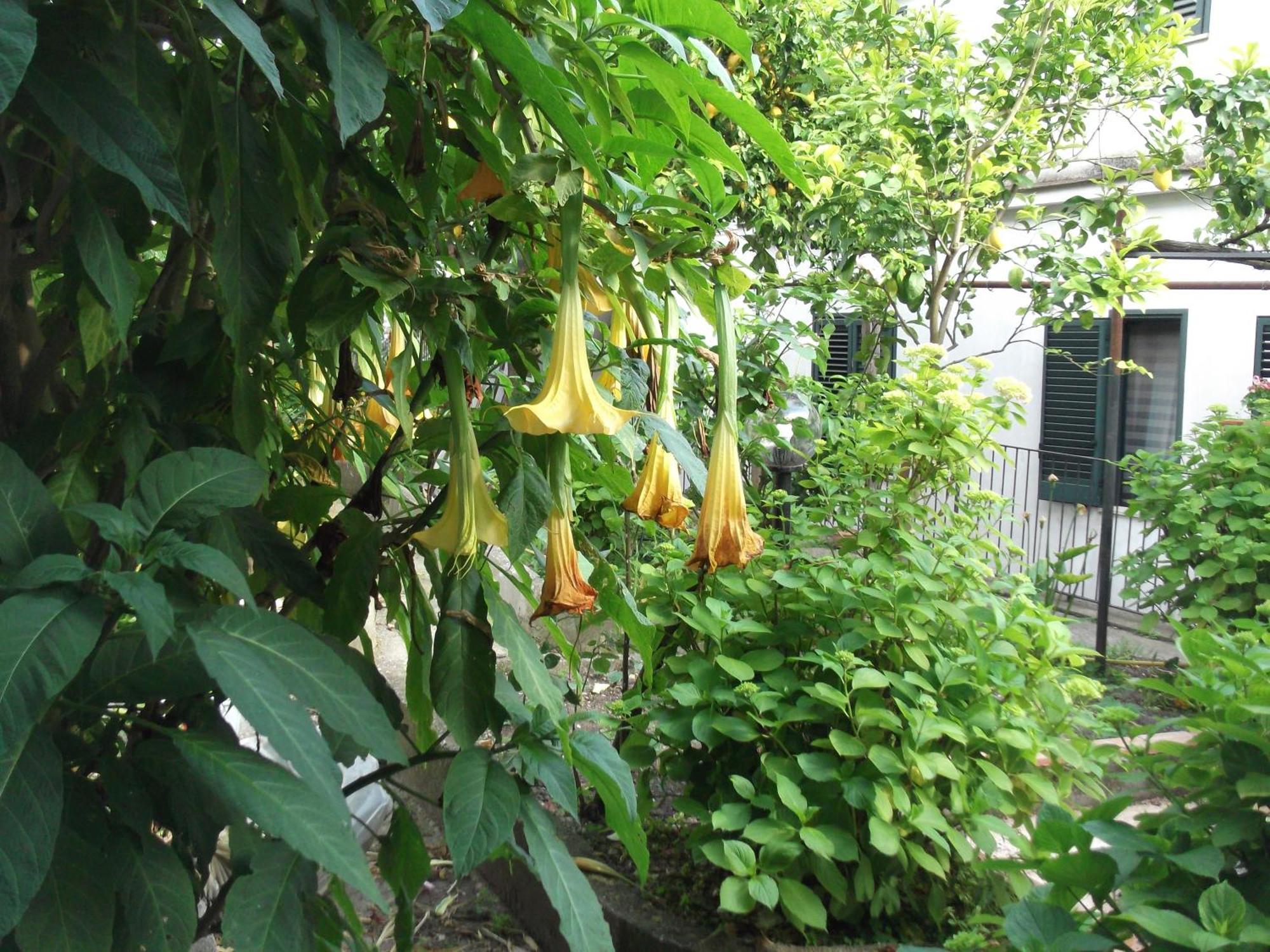 הוילה Vietri Le Mimose מראה חיצוני תמונה