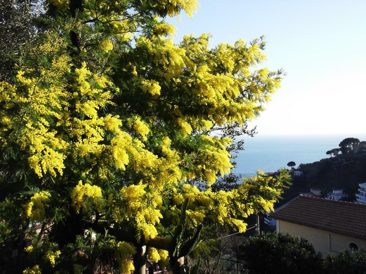 הוילה Vietri Le Mimose מראה חיצוני תמונה